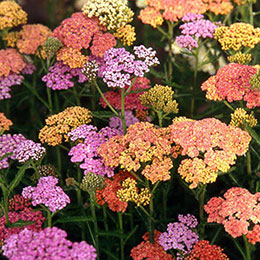 Yarrow, Summer Pastels